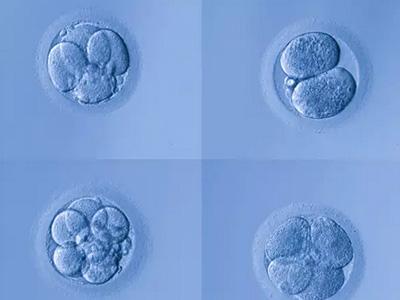 上海闵行区三代试管供卵婴儿周期费用介绍