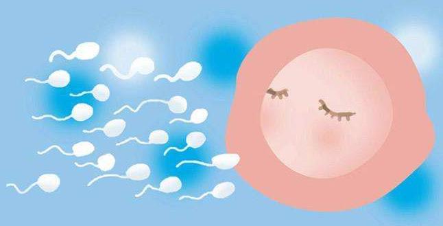 沧州市有可以做试管婴儿的卵子库吗？