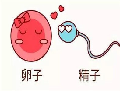 2021年金昌市做供卵试管多少钱?生育龙风胎呢?